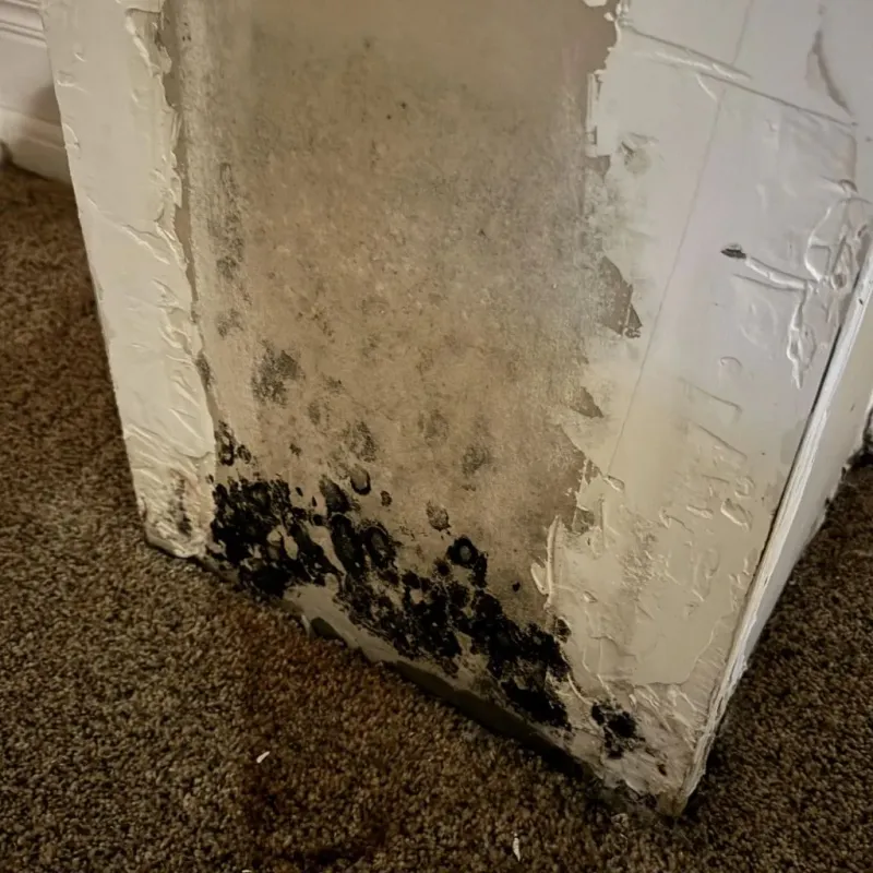 Professional Mold Removal in Benton County, IN